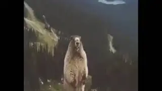 Связь в ЛНР/ДНР Лугаком и Феникс)