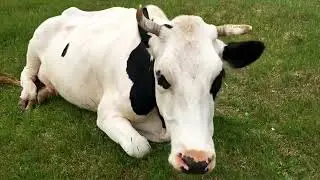 Тихий час.