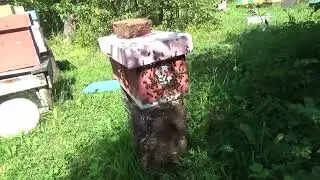 Слёт пчёл