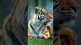Tigers have striped skin, not just fur