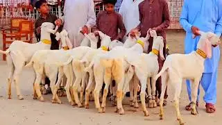 New Goats lot Best Offer for goats business|kam kimat Ma Kharida #goats 2023