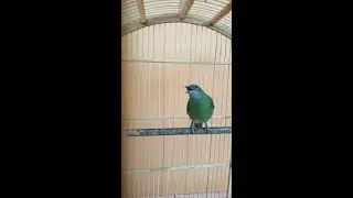 Suara Cucak Cungkok Betina memanggil pejantan