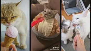 funny animals tiktok compilation #2 - Try Not To Laugh