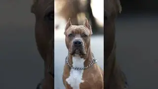 Очень воспитанный Стаффорд по кличке Хаммер ❤️