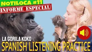 NOTILOCA #11- SPANISH LISTENING COMPREHENSION PRACTICE: LA GORILA KOKO (Special Report)