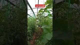 затени теплицу огурцами и получай урожай до начала зимы. помидоры, перцы. сад и огород. дачный быт.