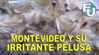 Montevideo y su Irritante Pelusa del Plátano  #Uruguay  #arboles  #ornato