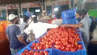 ఈరోజు పుంగనూరు టమోటా ధర ||Today tamota price in punganur||Binduraithubidda