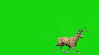Deer Green Screen | Green Screen Deer | Green BackGround Screen (No Copyright)