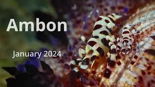 Ambon - January 2024