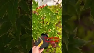 Yellow Variegated Japanese Maples! Wow 🤩 