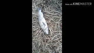 Рыбалка ручной Улов, Таджикистан ДЕКАБРЬ. МОХИ ДАР ТОЧИКИСТОН