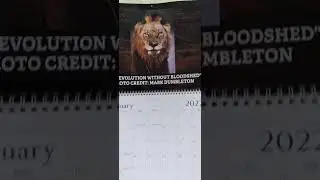 The Tee ... Mapogo That Is!  #SaTan #MohawkMapogo #Calendar #LionWarfare