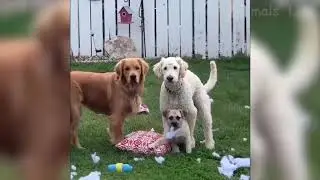 🤣 Funniest 🐶 Dogs and 😻 Cats   Awesome Funny Pet Animals Videos 😇 2020