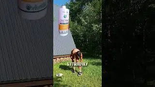 Болят колени? Артроз? Немедленно используйте экстракт Виватона