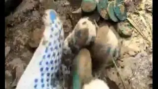 клад в 10 килограмм пятаков.treasure, hoard, trove, buried treasure