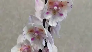 Похвастушки! Ко мне прилетела бабочка... 🦋