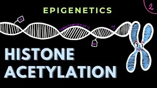 Histone Acetylation | Part 2 | HATs and HDACs | Epigenetics