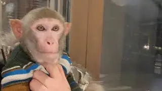 Вечерняя прогулка 🦧