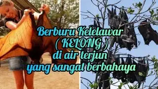 Berburu Kelelawar di Air Terjun  Rambunan - Sonder Minahasa #kelelawar #berburu #hunting #kelong