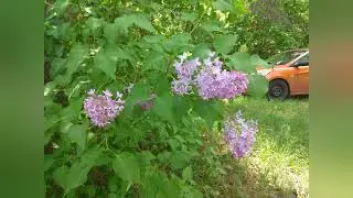 Курская область