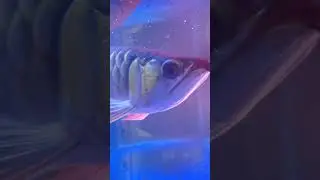 CARA MERAWAT IKAN ARWANA YANG LAGI SUKA MOJOK GIMANA YA BRO 
