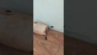шлëпа проспал все лето 