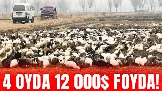 TEZ KO'RING! O'RDAK BOQISH SIRLARI - PARRANDACHILIK BIZNESI 2025