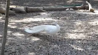 Cri du paon blanc