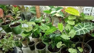 Как устроена моя основная цветочная зона☘️🌿🍀