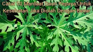 Catat 10 Manfaat Daun Pepaya Untuk Kesehatan Jika Diolah Dengan Benar