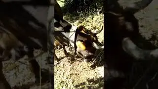 Как корова ест яблоки