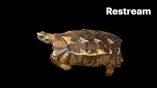 The World of Hingeback Tortoises! Every Species using iNaturalist!