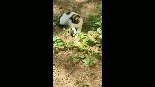 Pisica nu e in stare sa atace un soarece!