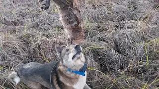 Каюра день