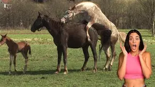 OMG!  Super Horse Mating