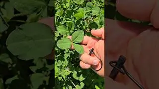 RWW Clover plot looking Good🤑#realworldwildlife #wildlife #hunting #foodplots