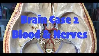 Brain Case 2: Blood vessels and Nerves