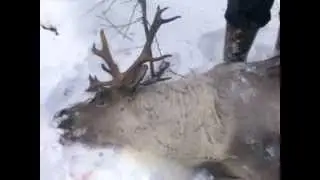 Охота на оленя удалась