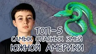 ТОП-5 САМЫХ ОПАСНЫХ ЗМЕЙ ЮЖНОЙ АМЕРИКИ