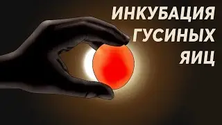 Инкубация гусиных яиц. Все что нужно знать.