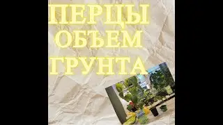 Перцы какой объем грунта нужен??