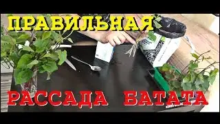 БАТАТ и ЕГО РАССАДА. Как правильно посадить рассаду батата / sweet potato