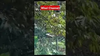 POHON DURIAN SUDAH BERBUNGA #shortvideo