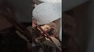Mushroom