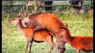 Rain-deer Breeding