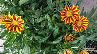 Gazania, pentru gradini de vara si toamna