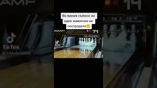 бедная собачка 😳😳😳