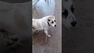 САО, Алабай Зевс 1год, Кабель