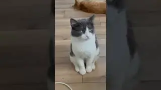 Michiko.ru | Кот Саныч ищет дом. Отдаем бесплатно. Кошки в дар в добрые руки.